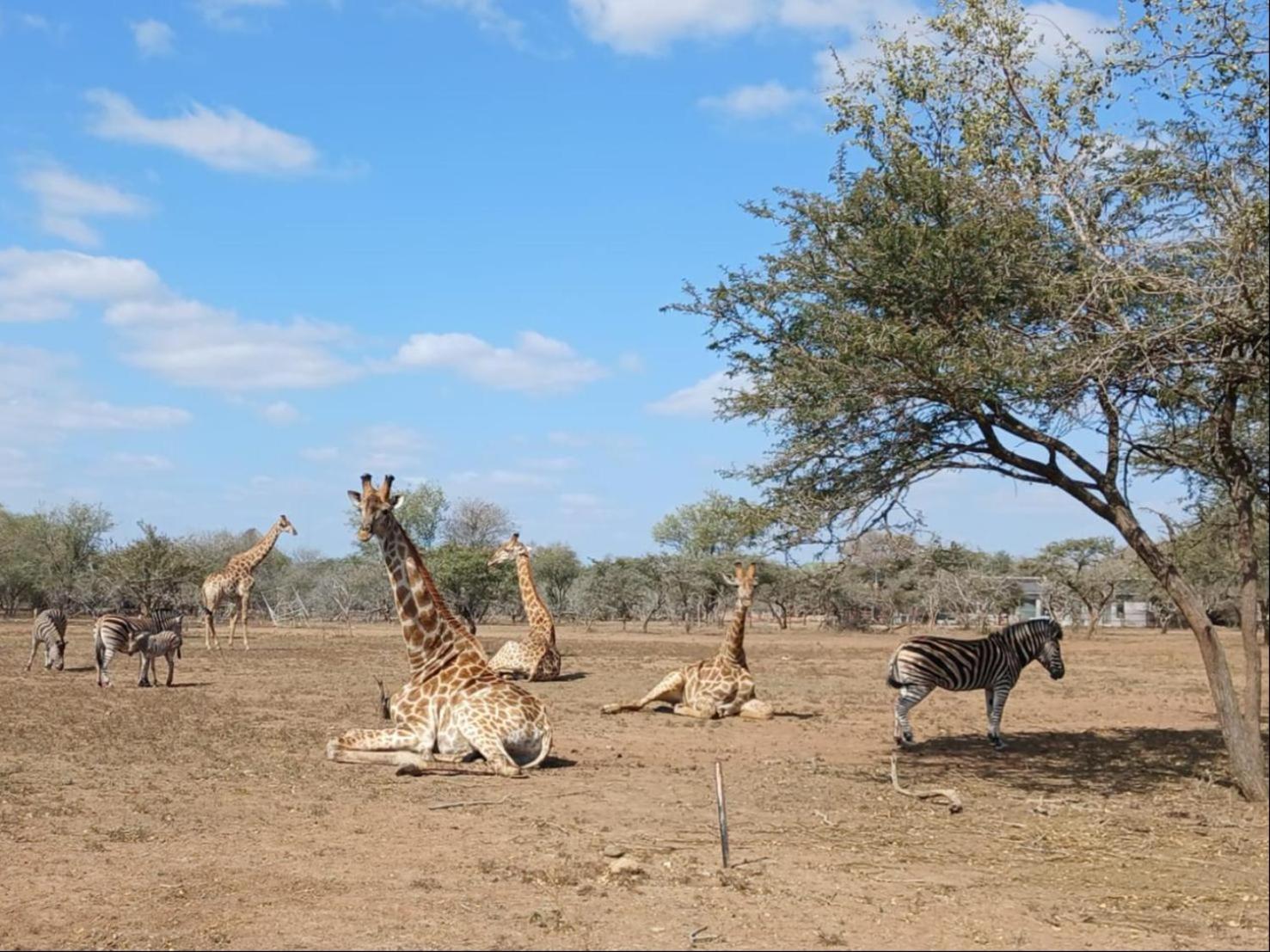 Marloth Kruger View Apartment Marloth Park Exterior photo